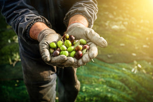 From Tree to Bottle - Olive Harvesting for Premium Oil